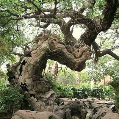 哈尔滨假树